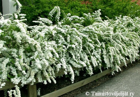 Spiraea 'Grefsheim'